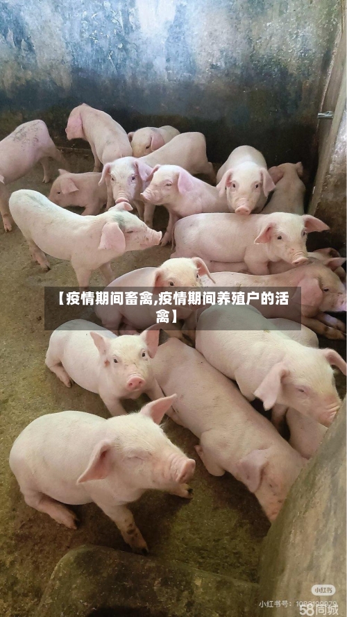 【疫情期间畜禽,疫情期间养殖户的活禽】