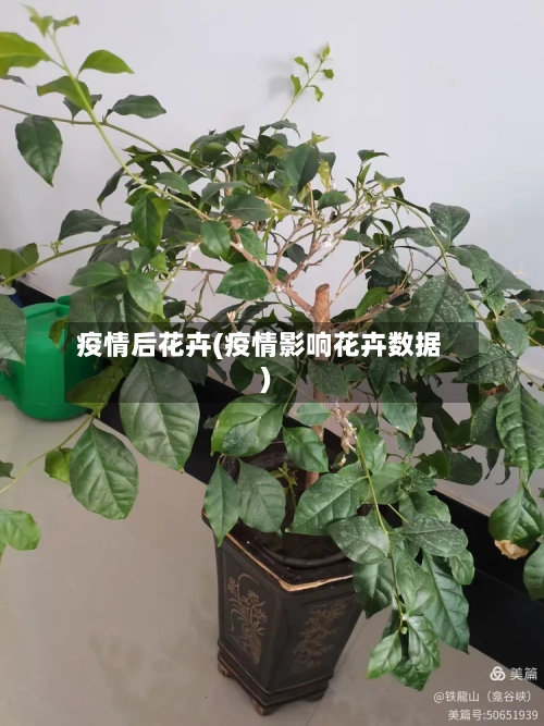 疫情后花卉(疫情影响花卉数据)