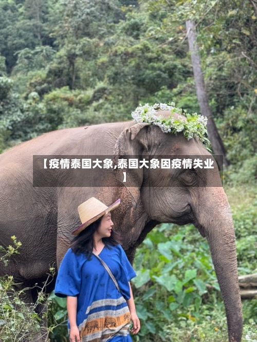 【疫情泰国大象,泰国大象因疫情失业】