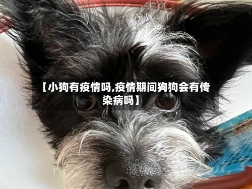 【小狗有疫情吗,疫情期间狗狗会有传染病吗】
